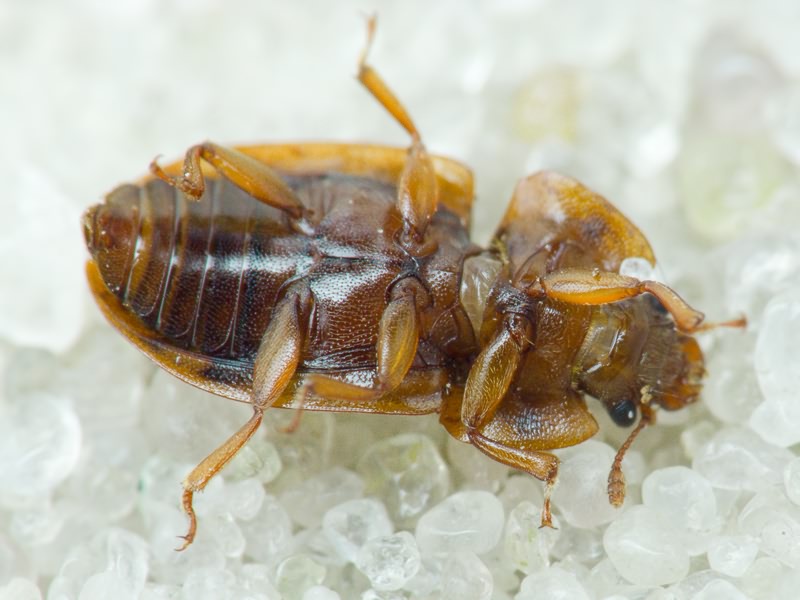 Nitidulidae Latreille, 1802